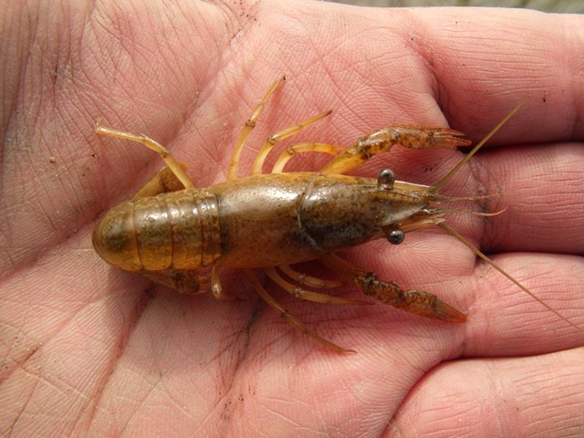 Procambarus clarkii I presume